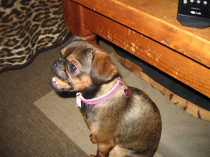 Griffon petit brabancon Arinka Silver Bells - Har en stor GUMS i munden. billede 4