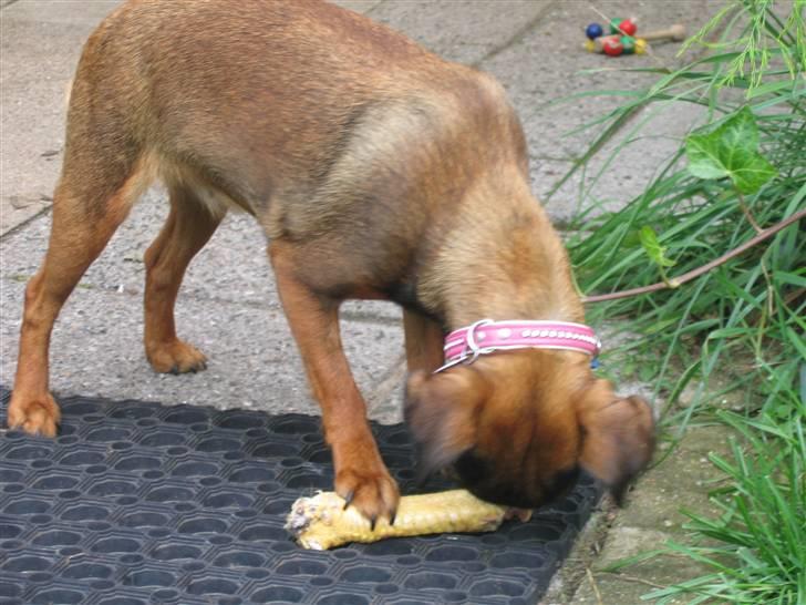 Griffon petit brabancon Arinka Silver Bells - "GUMS" kyllingben.. billede 5
