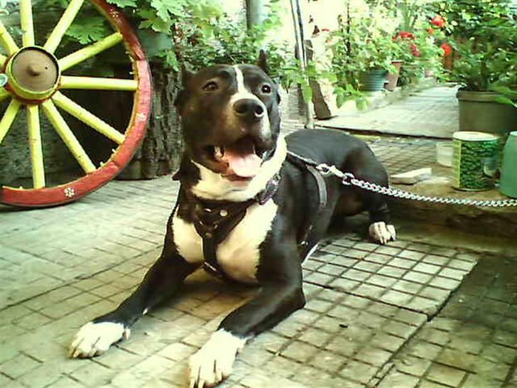 Amerikansk staffordshire terrier Zacco billede 9