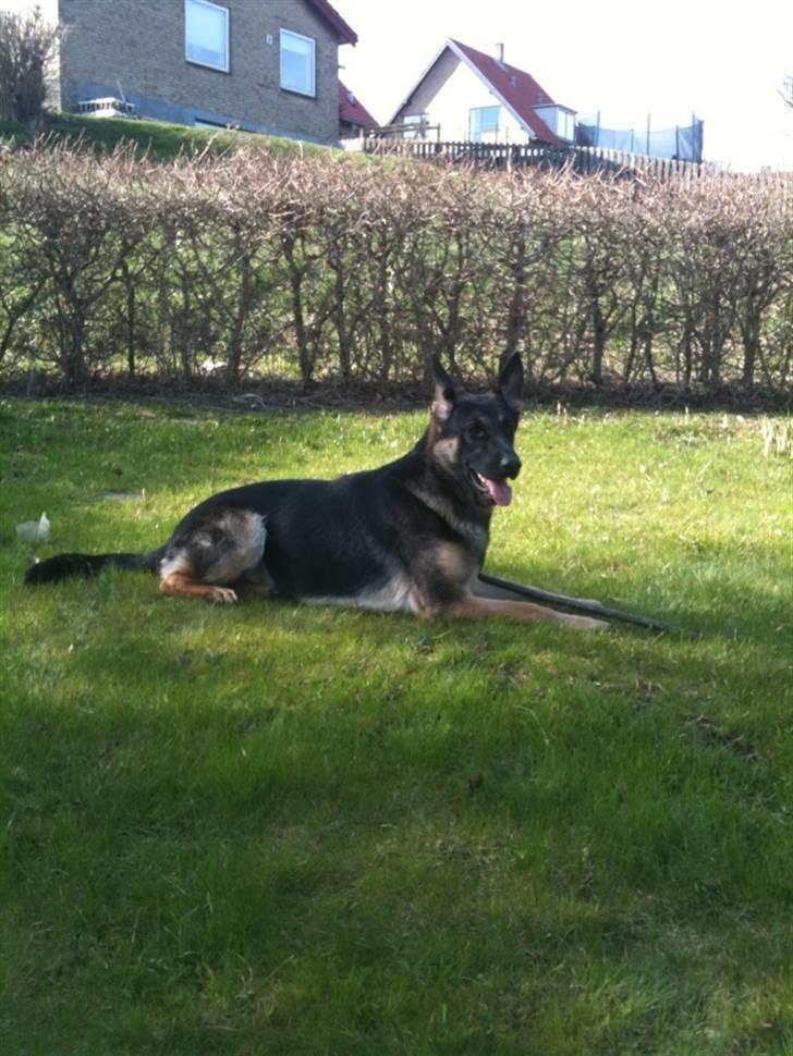 Schæferhund Keera billede 1