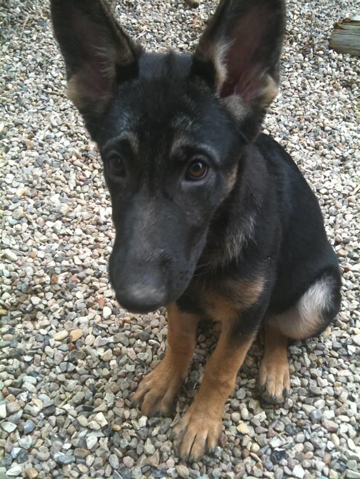 Schæferhund Keera billede 2