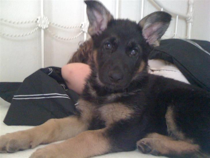 Schæferhund Keera billede 3