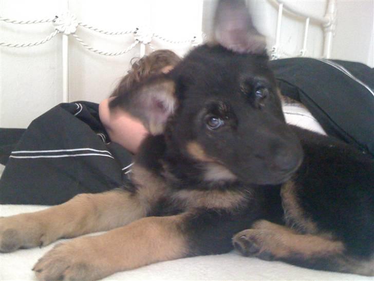 Schæferhund Keera billede 4