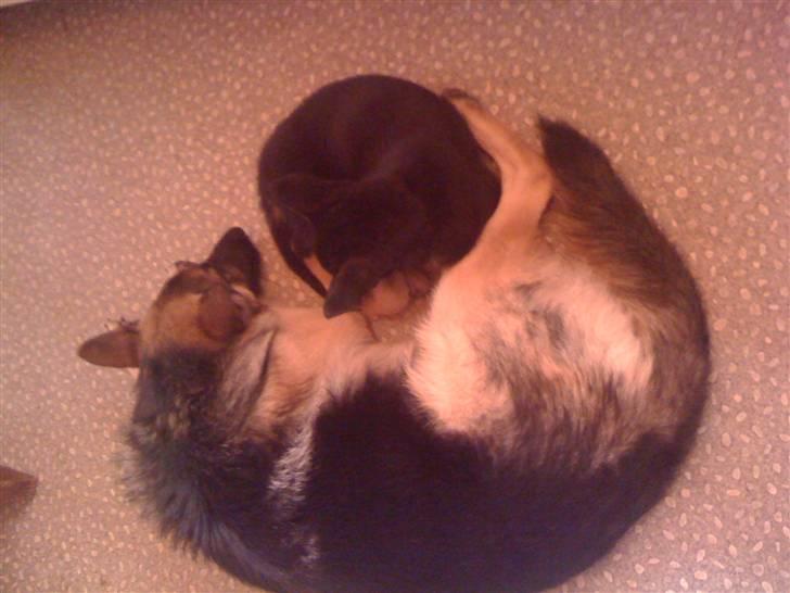 Schæferhund Keera billede 5