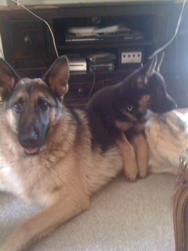 Schæferhund Keera billede 6