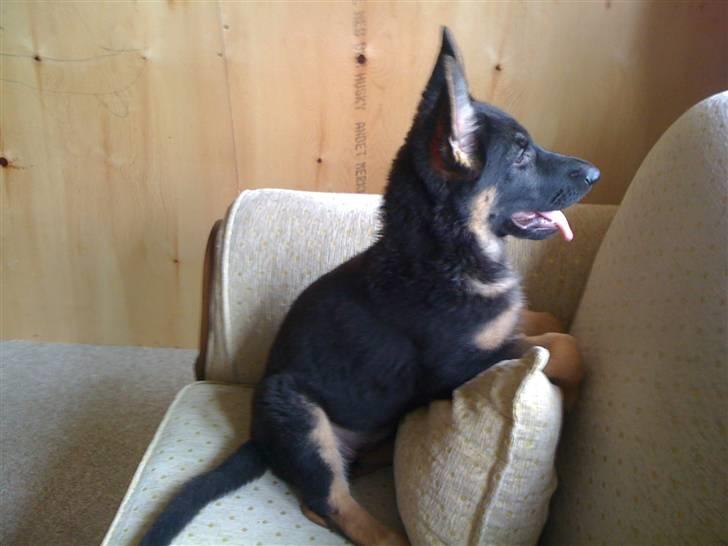 Schæferhund Keera billede 7