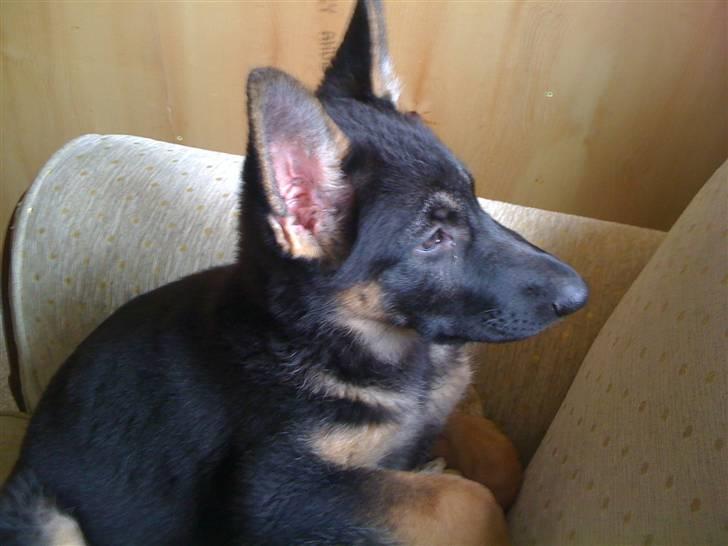 Schæferhund Keera billede 8