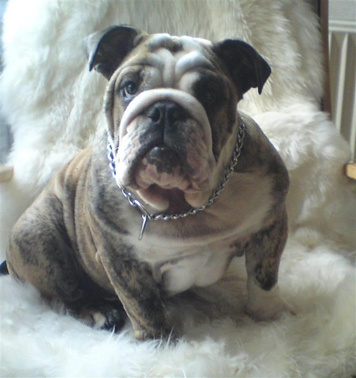 Engelsk bulldog Otto Man - Ska du ha tæv??? billede 10