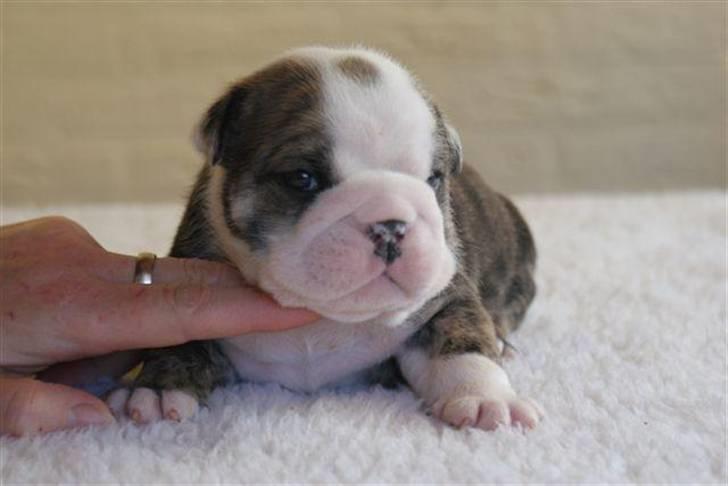 Engelsk bulldog Otto Man - Baby Otto.... billede 11