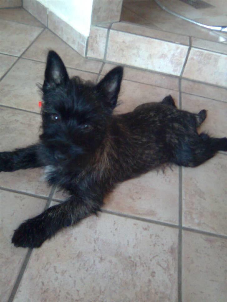 Cairn terrier Thea - jeg elsker bare at ligge i frø-stilling billede 1