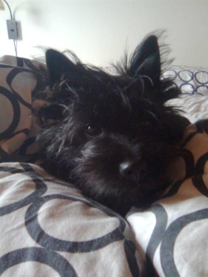 Cairn terrier Thea - jeg elsker bare at ligge under dynen billede 2