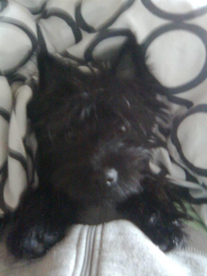 Cairn terrier Thea - hehe  billede 3