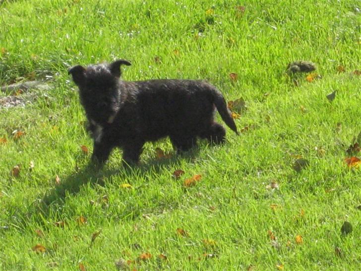 Cairn terrier Thea - årh en kæmpe græss plæne billede 4