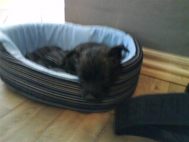 Cairn terrier Thea - jeg ville så gerne leget lidt mere men er bare så træt billede 5