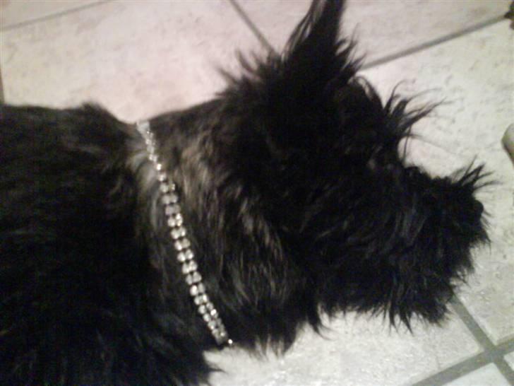 Cairn terrier Thea - jeg er bare så pæn med smykker billede 6