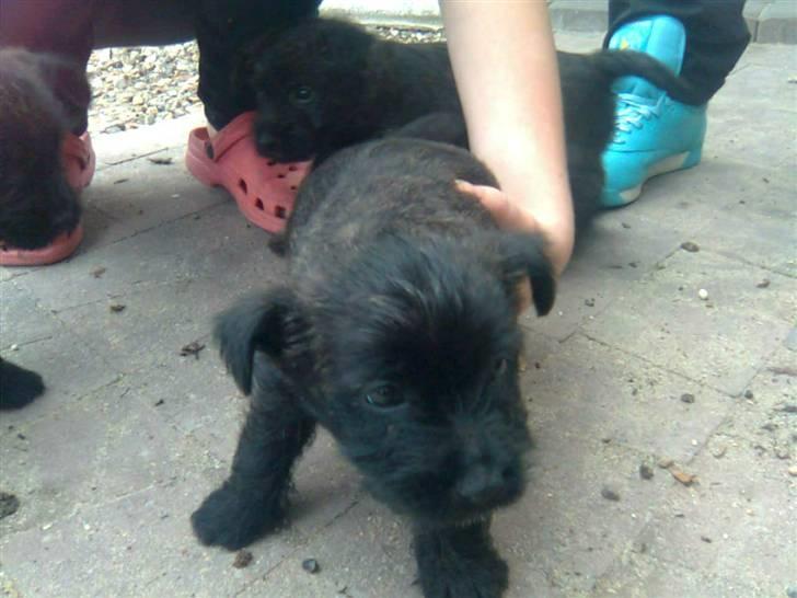 Cairn terrier Thea - hehe det kilder altså under maven billede 7