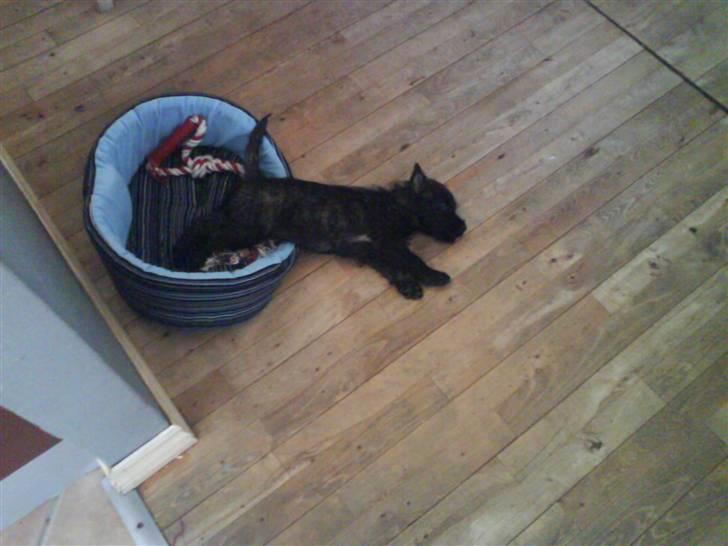 Cairn terrier Thea - årh jeg flader bare ud billede 8