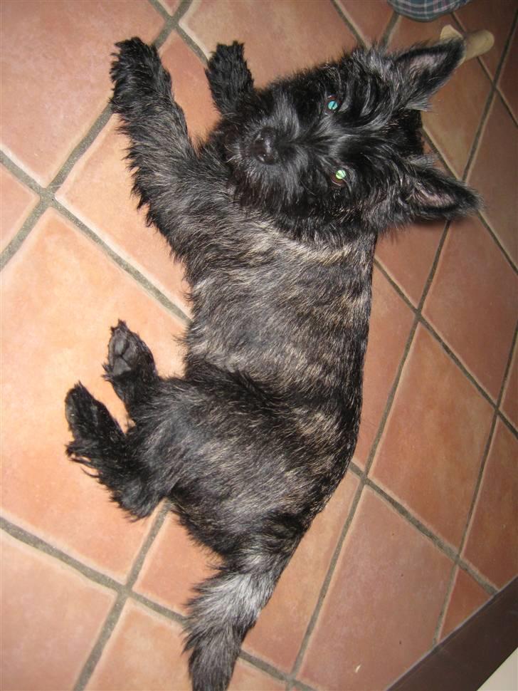 Cairn terrier Thea billede 9