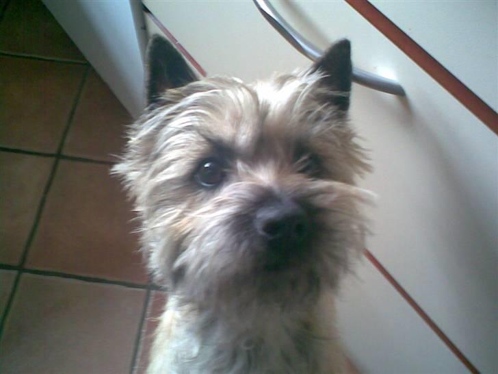 Cairn terrier Frida (r.i.p) - hehe jeg ser stor ud her fra:) billede 16