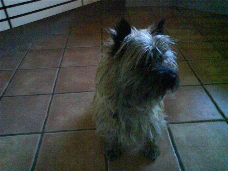 Cairn terrier Frida (r.i.p) - skal jeg ikk snart klippes?? billede 17