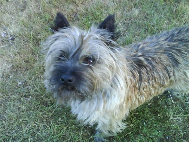 Cairn terrier Frida (r.i.p) billede 18