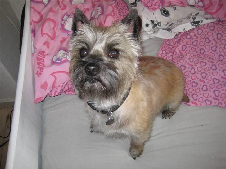 Cairn terrier Frida (r.i.p) - hehe jeg er altså lidt træt, men kan måske godt lege lige lidt billede 19