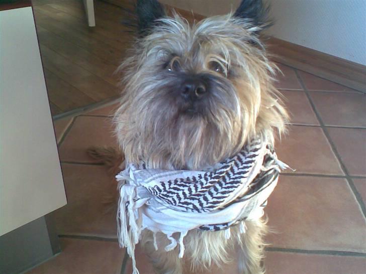Cairn terrier Frida (r.i.p) - haha så tog jeg lide signes tørklæde billede 20