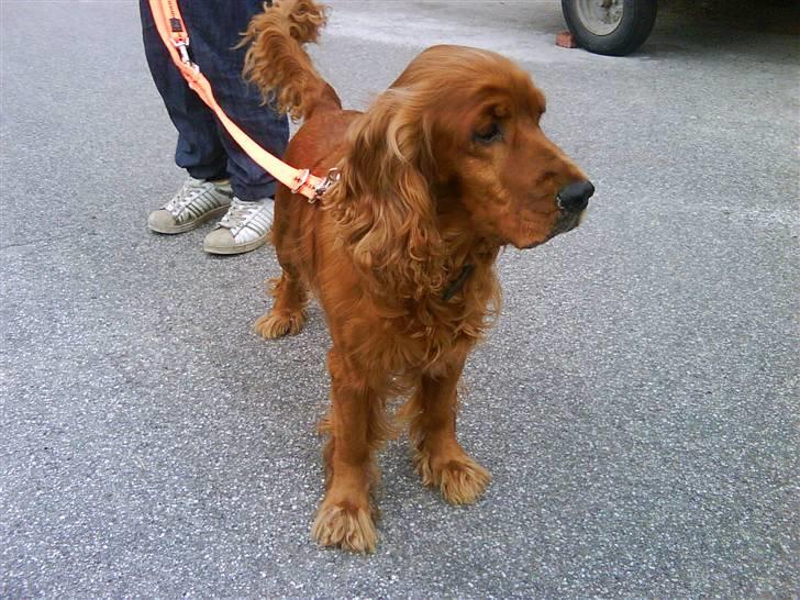 Cocker spaniel magnus - Magnus med den nye snor som jeg har købt til ham idag. mette er fotograf.. -  2009 billede 9