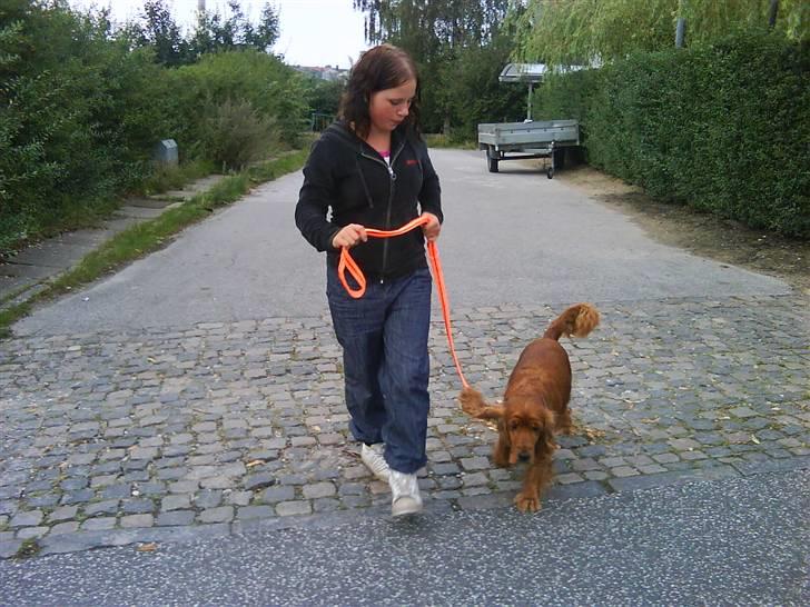 Cocker spaniel magnus - Magnus og jeg med den nye snor som jeg har købt til ham idag. mette er fotograf. - 2009 billede 10