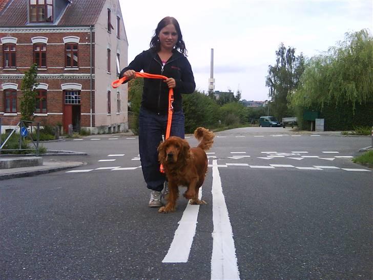 Cocker spaniel magnus - Magnus og jeg med den nye snor som jeg har købt til ham idag. mette er fotograf. - 2009 billede 11