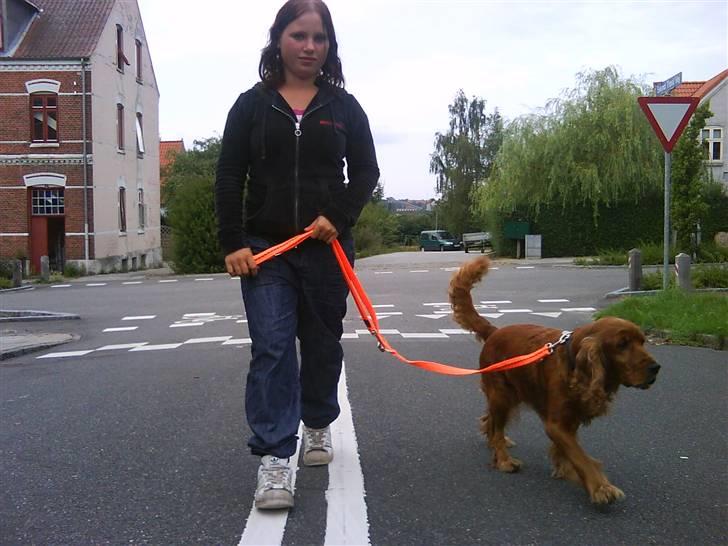 Cocker spaniel magnus - Magnus og jeg med den nye snor som jeg har købt til ham idag. mette er fotograf. - 2009 billede 12