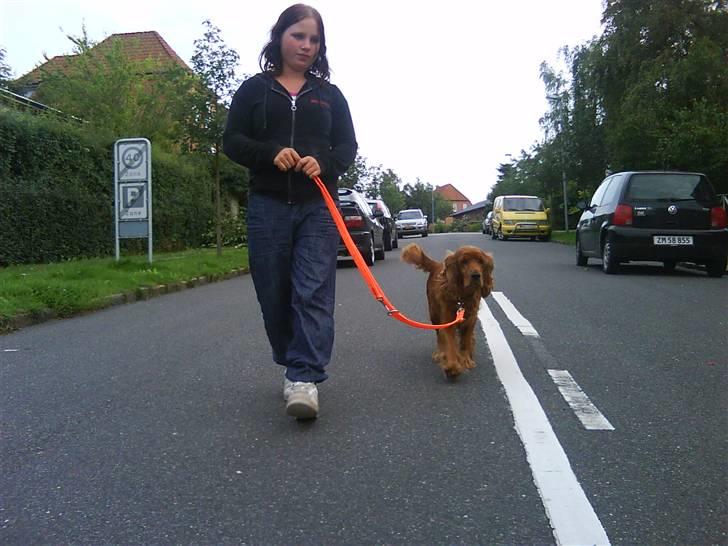 Cocker spaniel magnus - Magnus og jeg med den nye snor som jeg har købt til ham idag. mette er fotograf. - 2009 billede 13