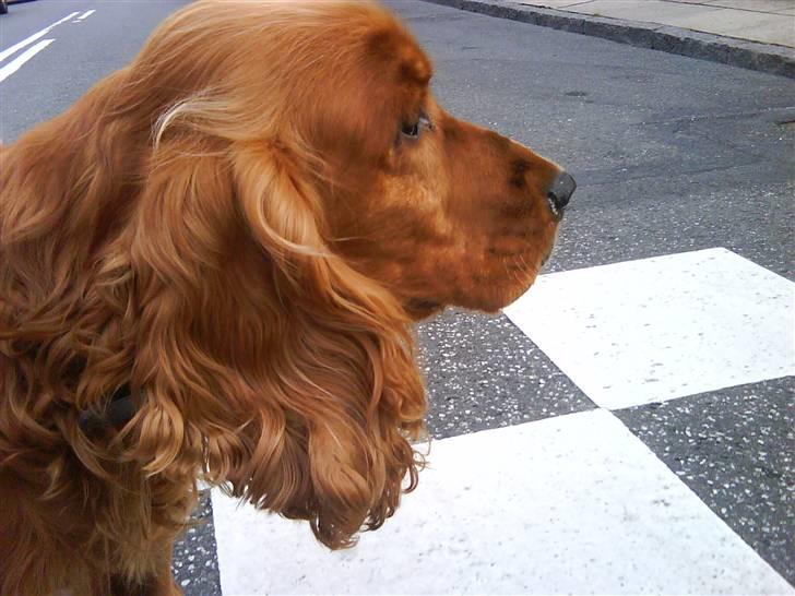 Cocker spaniel magnus - Magnus hvad har du fået øje på og mette er fortograf. - 2009 billede 14