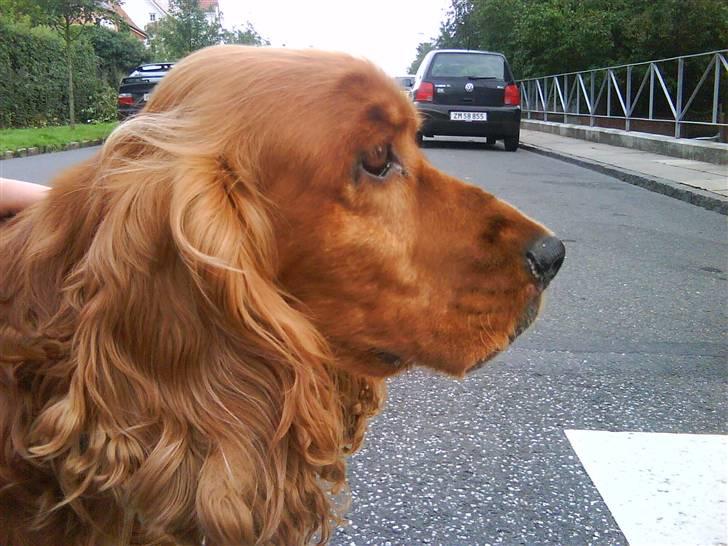 Cocker spaniel magnus - Magnus hvad har du fået øje på og mette er fortograf. - 2009 billede 15