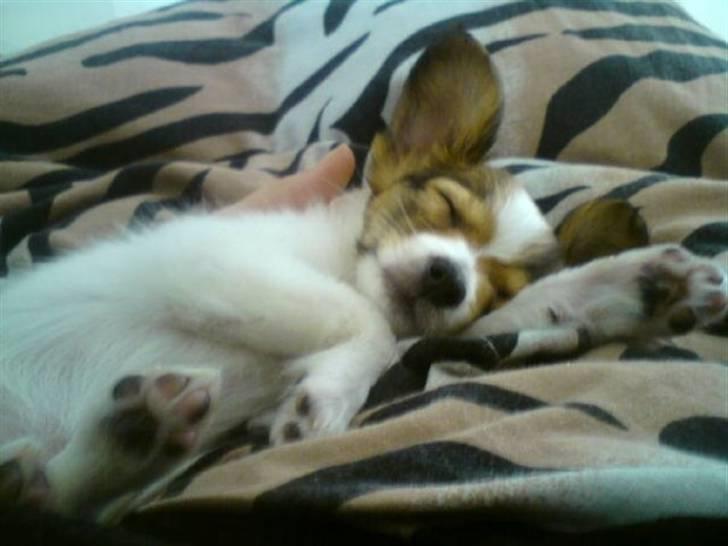Papillon Mille - sover billede 6
