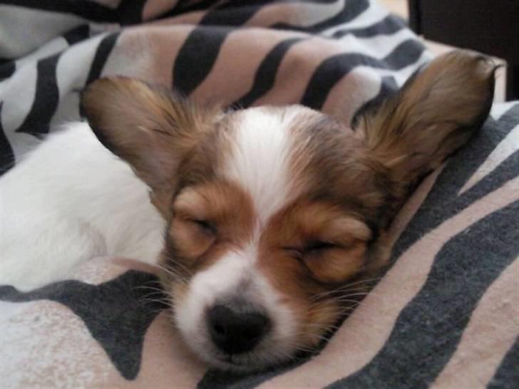 Papillon Mille - sover igen billede 7
