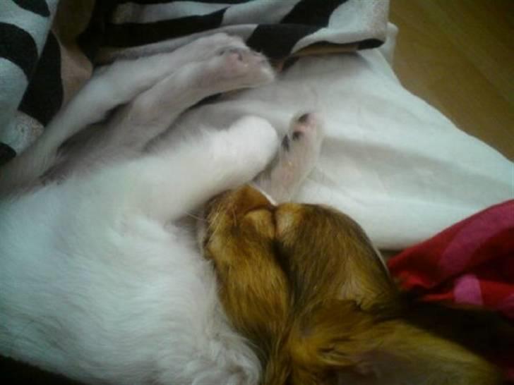 Papillon Mille - Sover igen igen billede 8