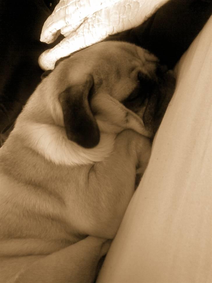 Mops Ingeborg billede 13