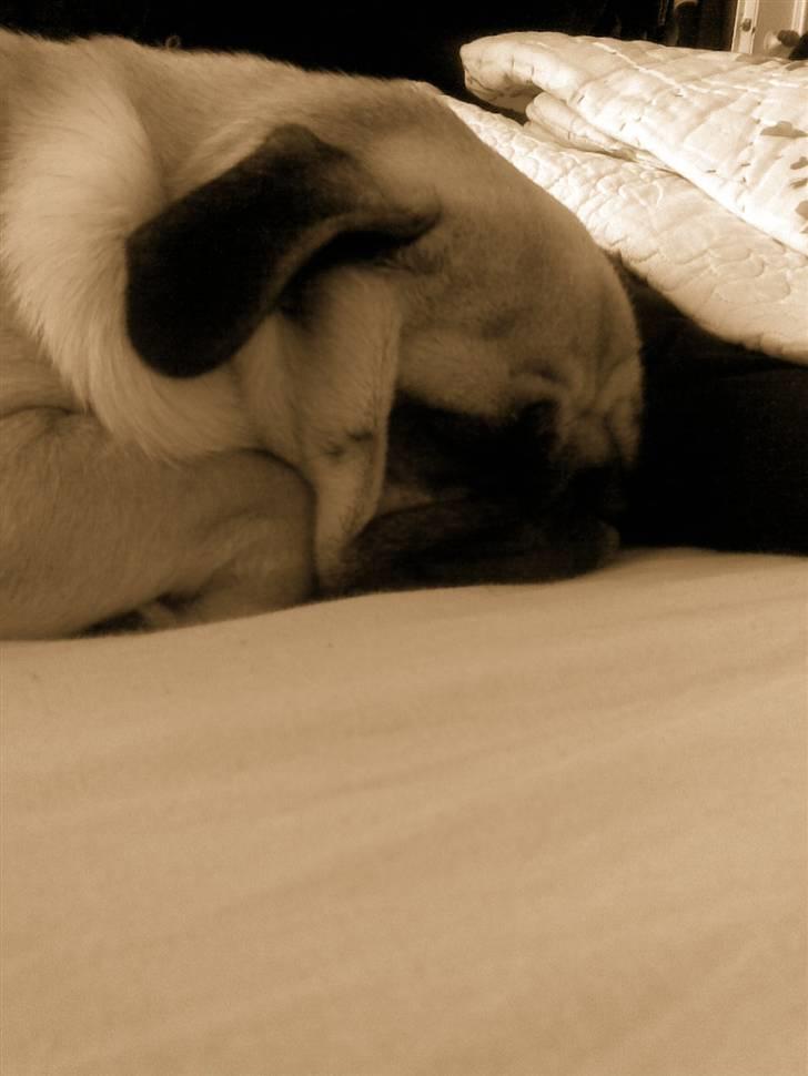 Mops Ingeborg billede 14