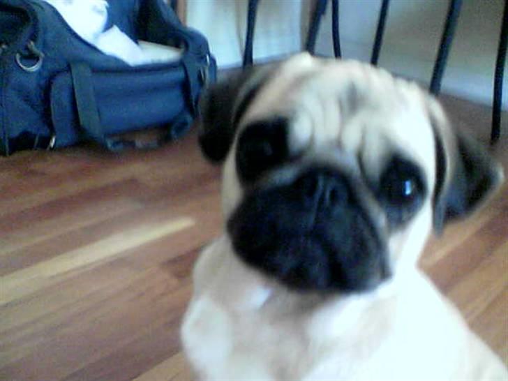 Mops Ingeborg billede 15