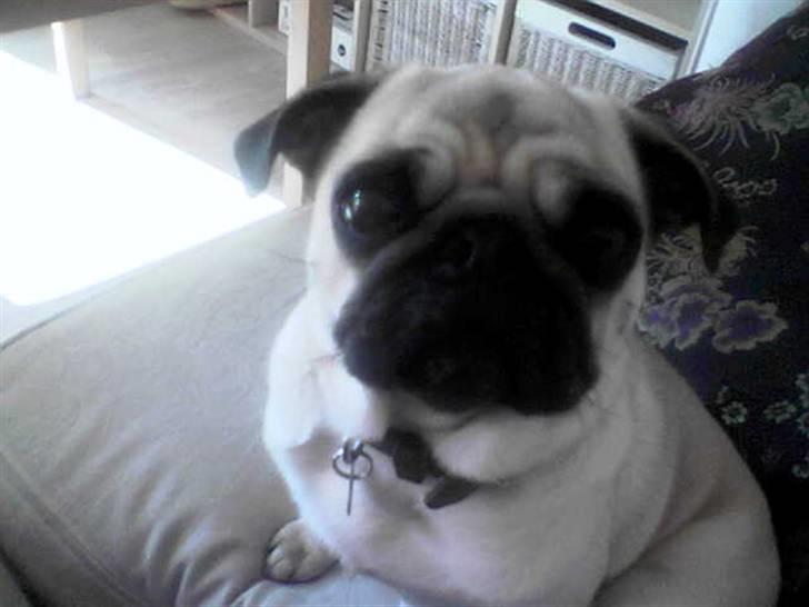 Mops Ingeborg billede 16