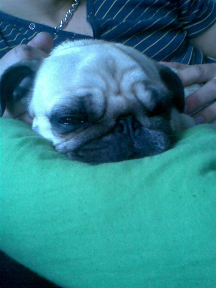 Mops Ingeborg billede 17