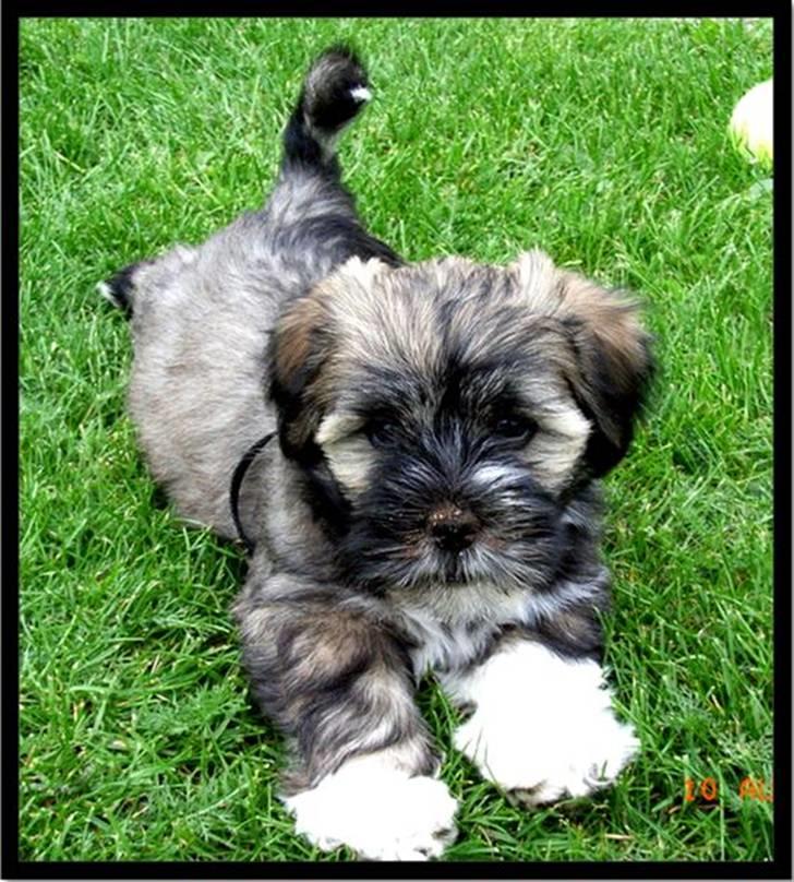 Lhasa apso Mason - Hej :o) billede 1