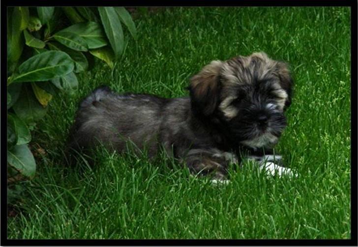 Lhasa apso Mason billede 2