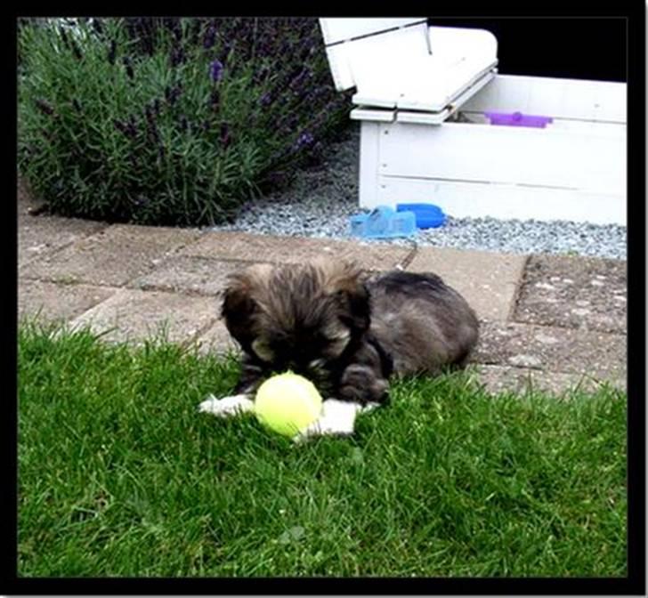 Lhasa apso Mason billede 3