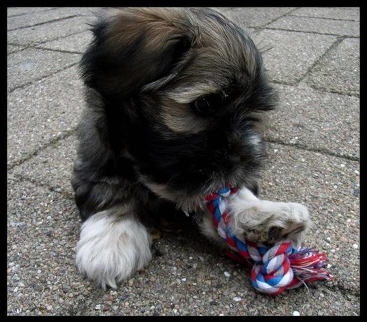 Lhasa apso Mason billede 4