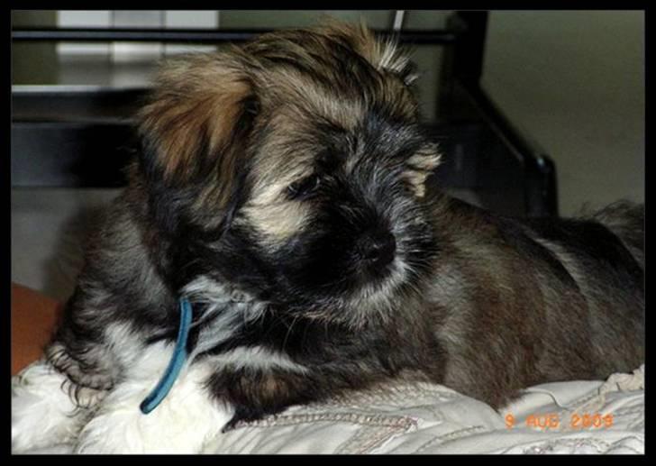 Lhasa apso Mason billede 5