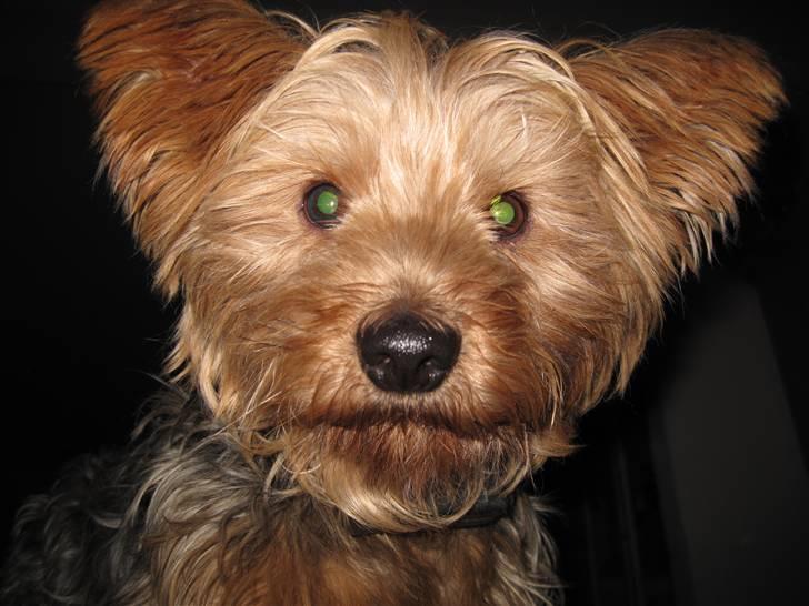 Yorkshire terrier Kurt - Velkomen til Kurt`s profil billede 1