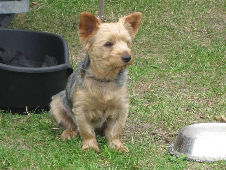 Yorkshire terrier Kurt - Kurt er med på ferie billede 2