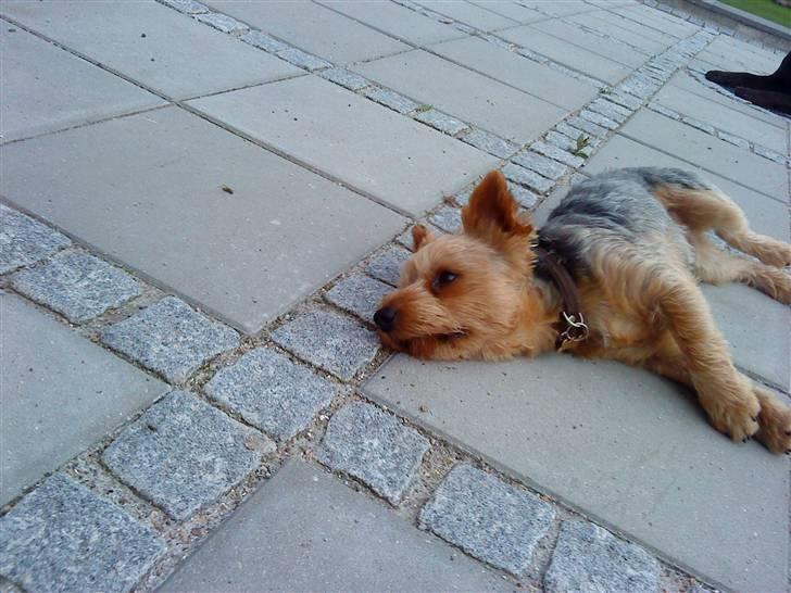 Yorkshire terrier Kurt - er træt billede 3